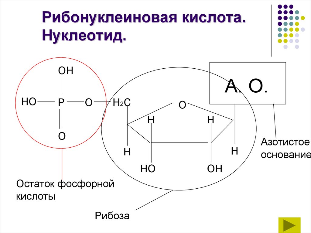 Рибонуклеиновая кислота. Нуклеотид.