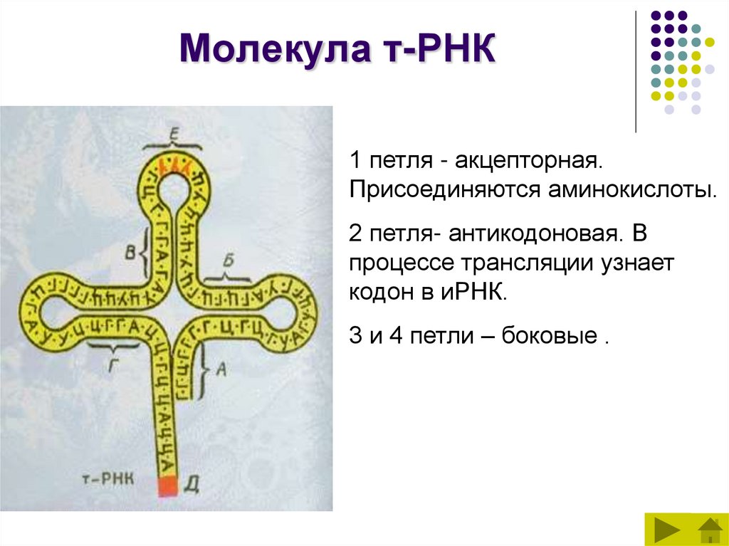 Молекула т-РНК