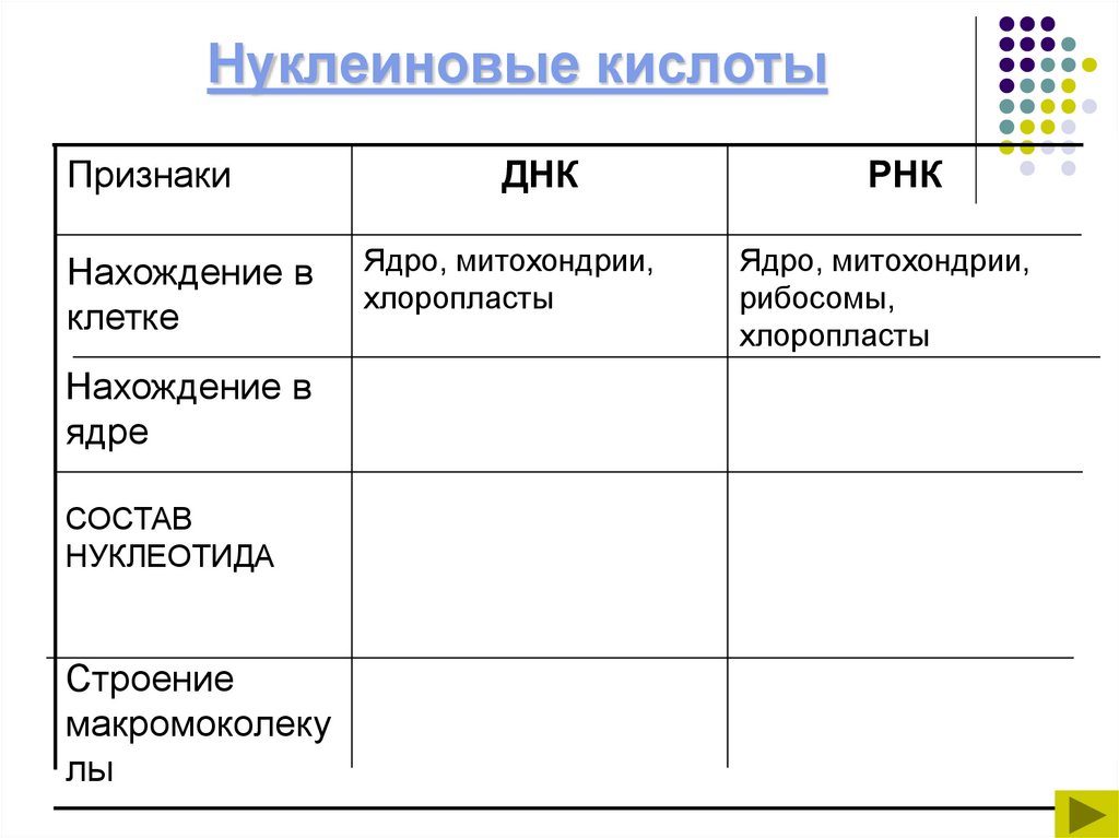 Нуклеиновые кислоты
