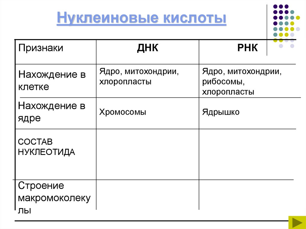 Нуклеиновые кислоты