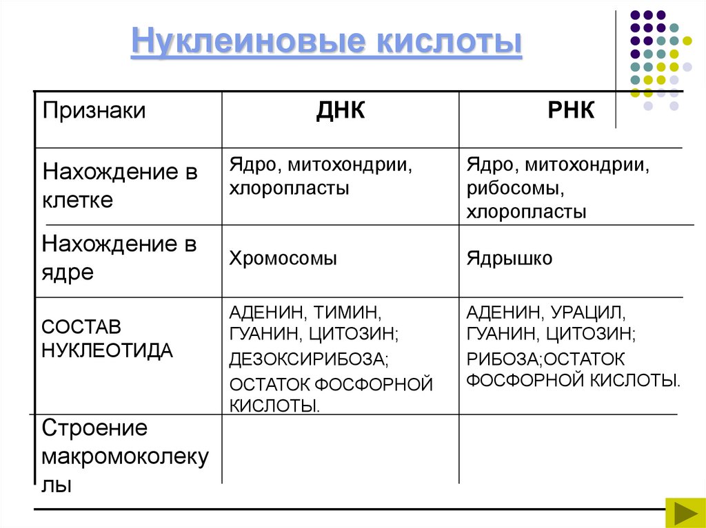 Нуклеиновые кислоты