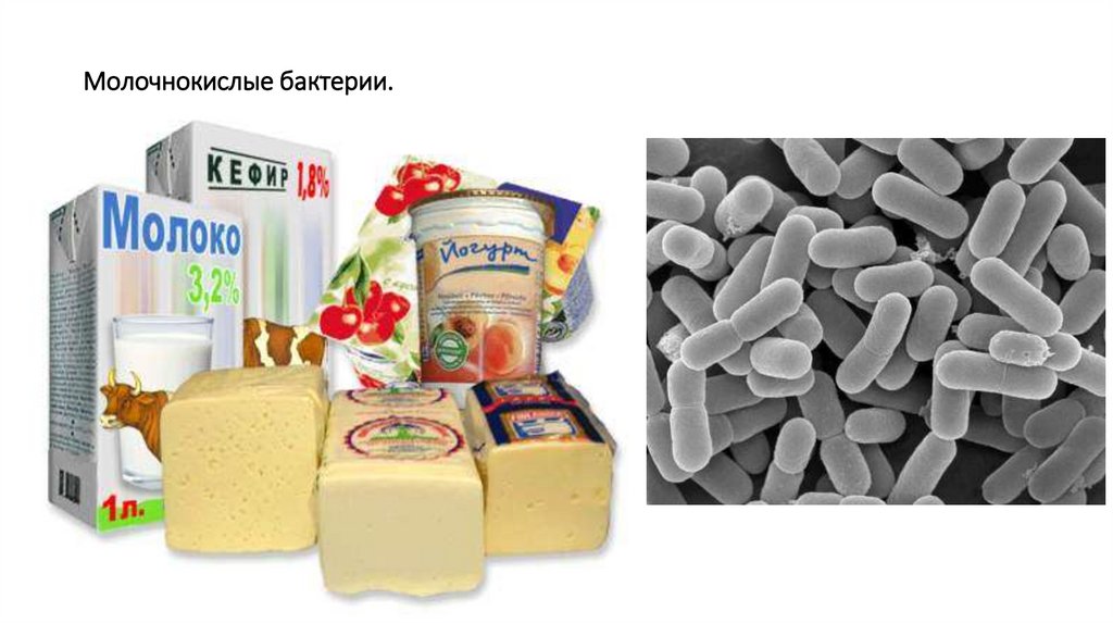 Молочнокислые бактерии.