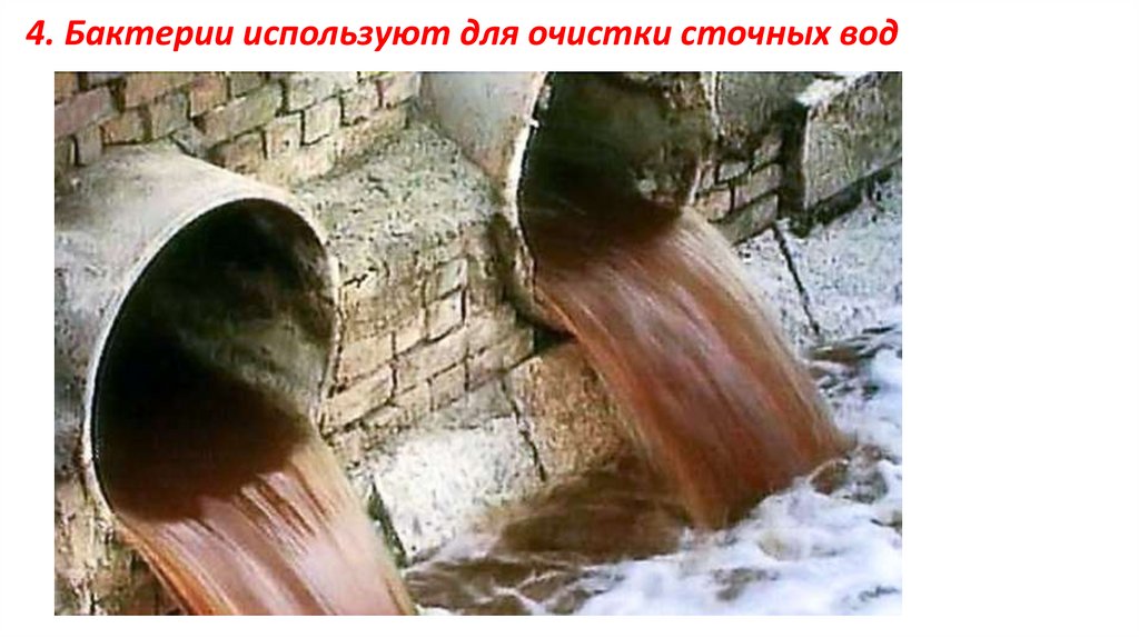 4. Бактерии используют для очистки сточных вод