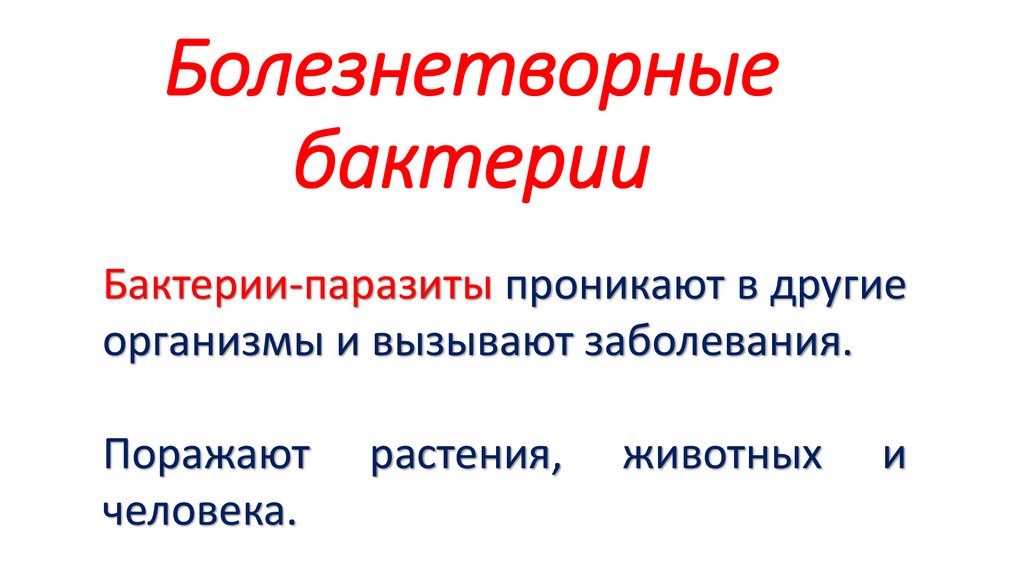 Болезнетворные бактерии