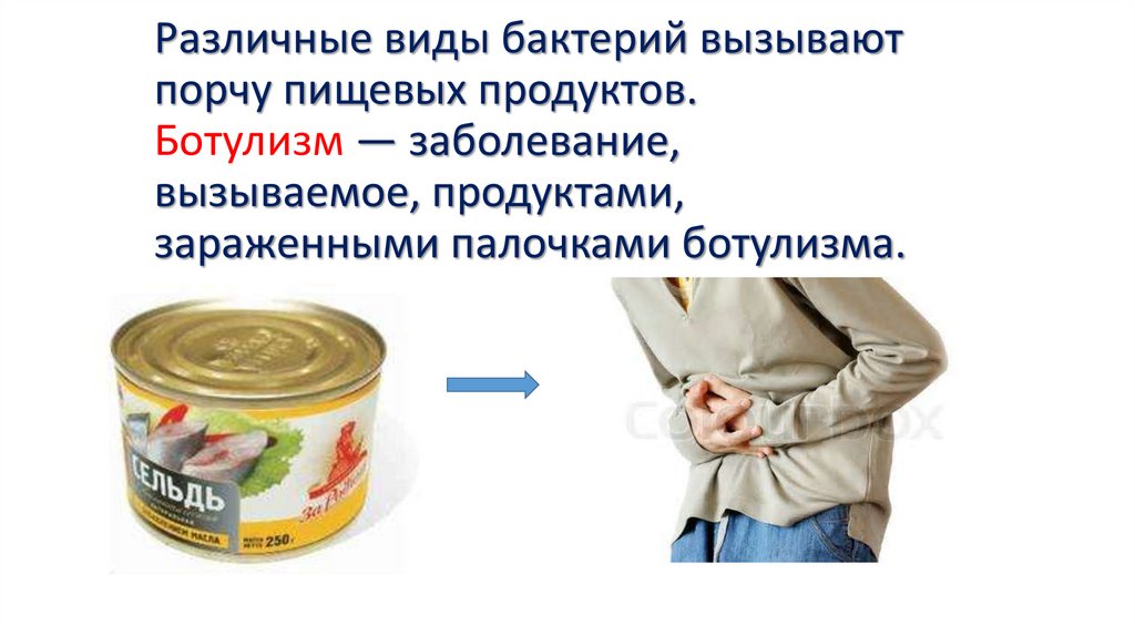 Различные виды бактерий вызывают порчу пищевых продуктов. Ботулизм — заболевание, вызываемое, продуктами, зараженными палочками