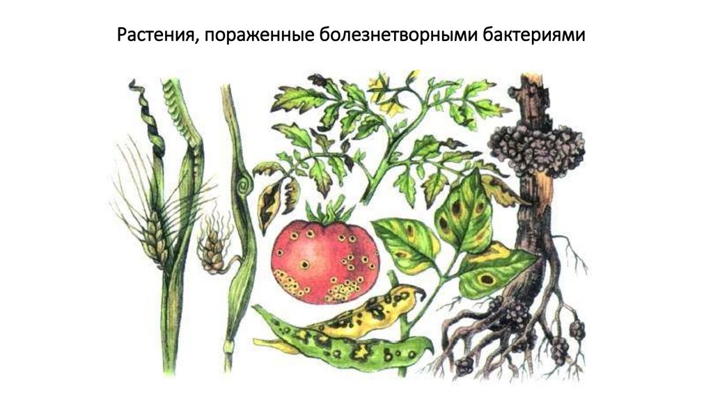 Растения, пораженные болезнетворными бактериями