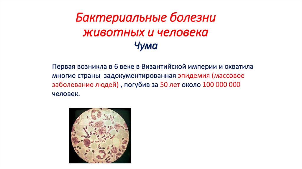 Бактериальные болезни животных и человека Чума
