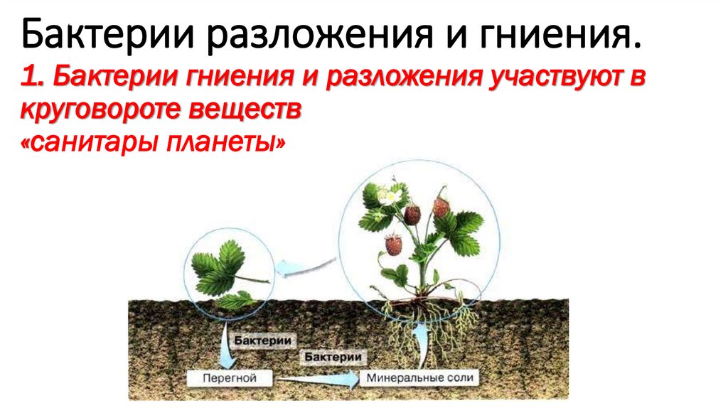 Бактерии разложения и гниения. 1. Бактерии гниения и разложения участвуют в круговороте веществ «санитары планеты»
