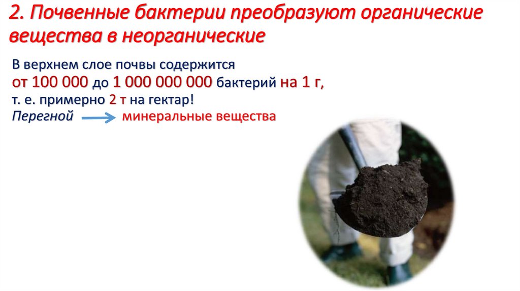 2. Почвенные бактерии преобразуют органические вещества в неорганические