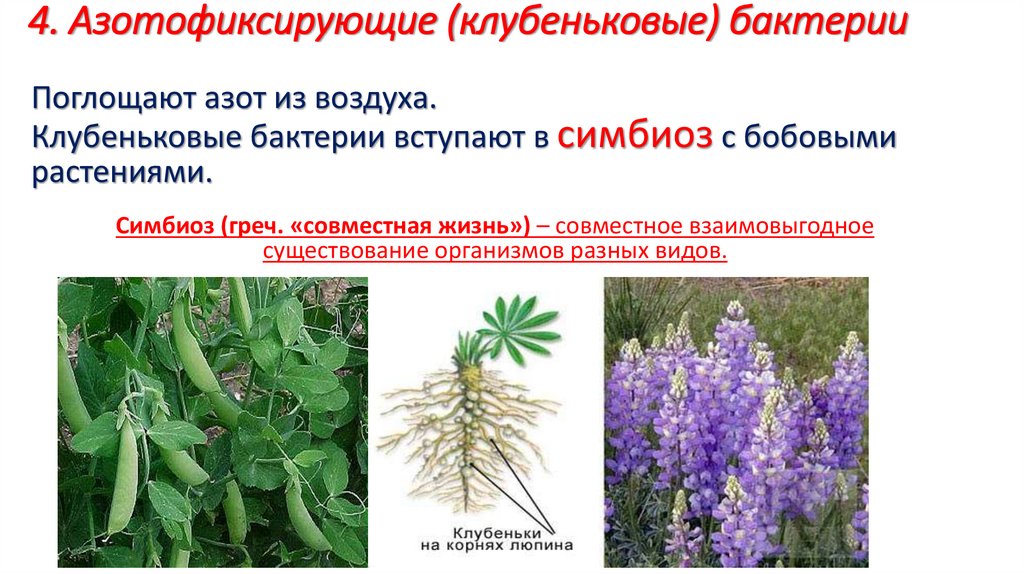 4. Азотофиксирующие (клубеньковые) бактерии