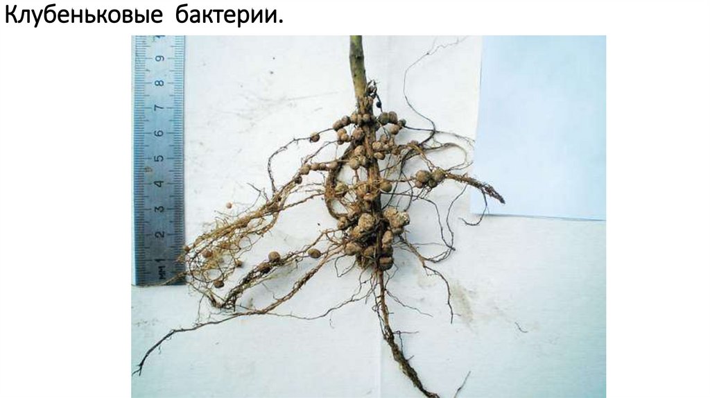 Клубеньковые бактерии.