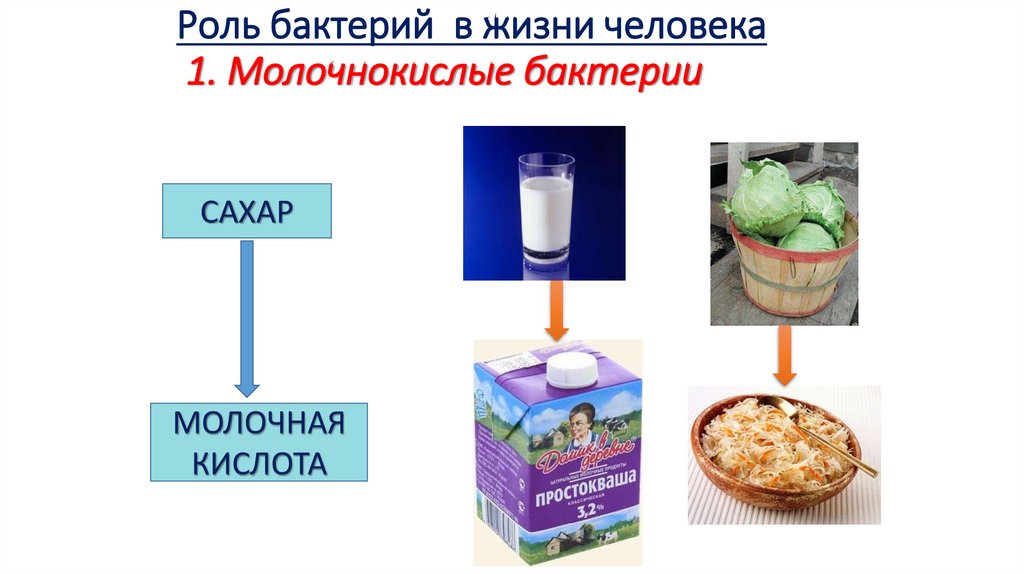Роль бактерий в жизни человека 1. Молочнокислые бактерии