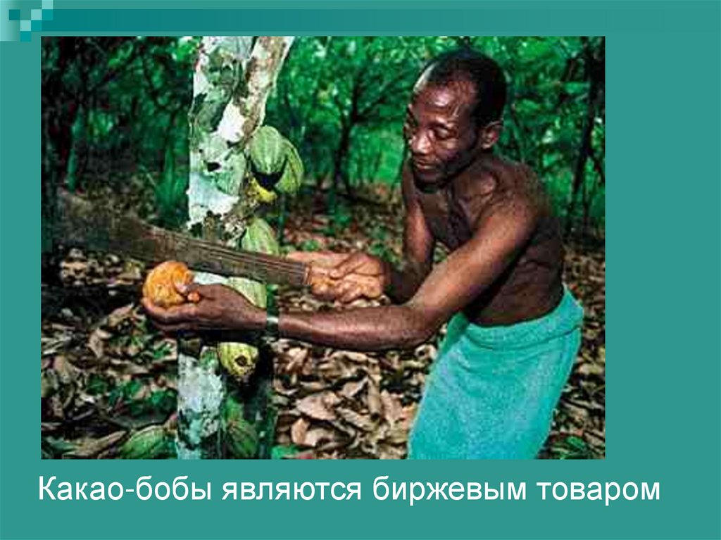 Какао-бобы являются биржевым товаром