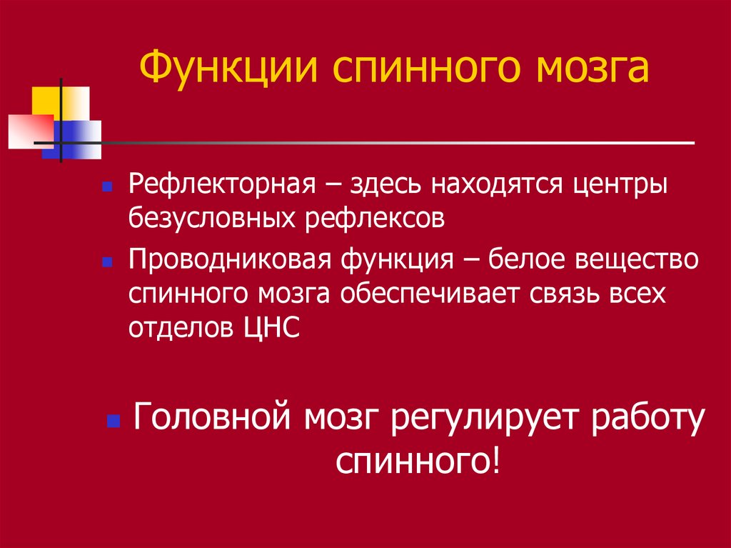 Функции спинного мозга