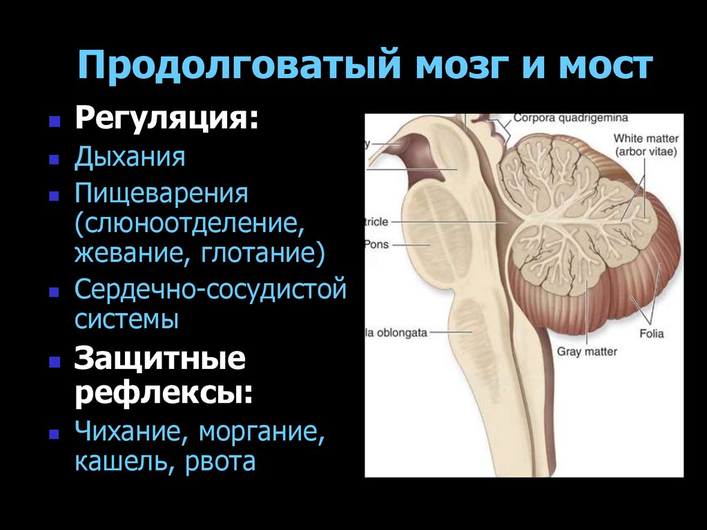 Продолговатый мозг и мост