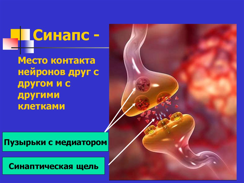 Синапс -