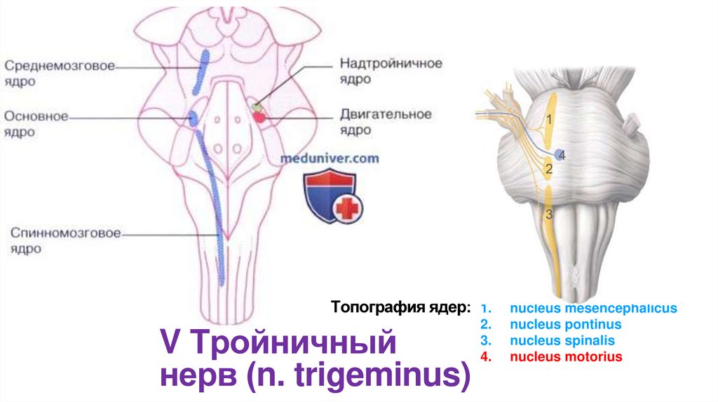 Топография ядер: