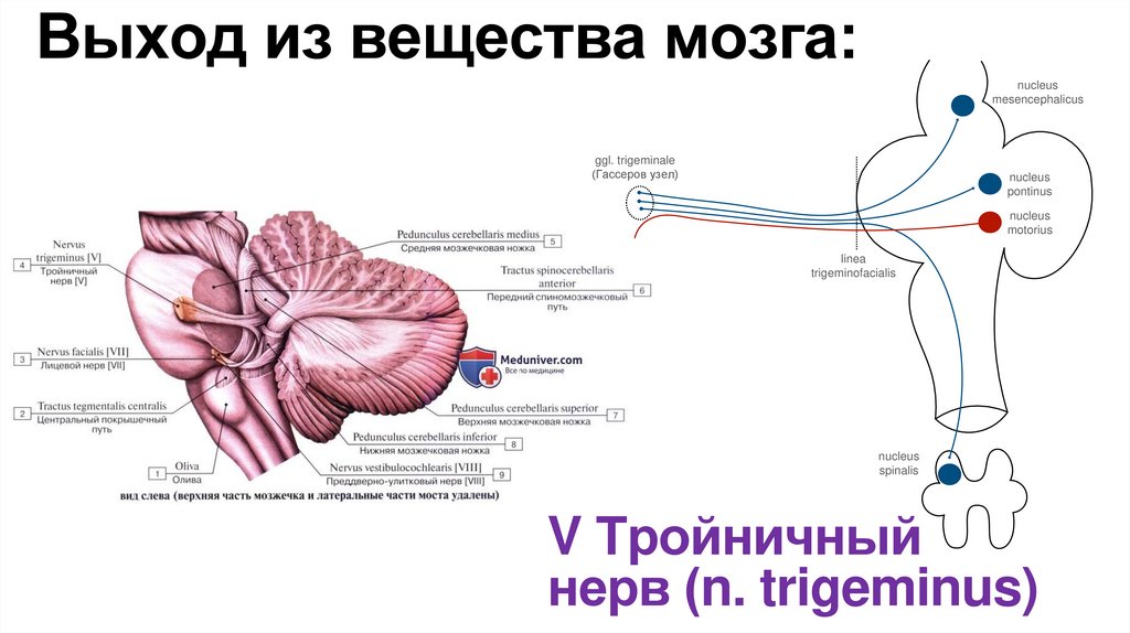 Выход из вещества мозга: