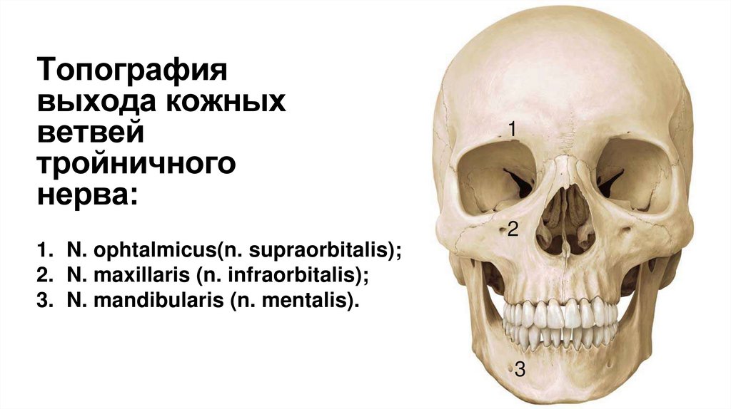 Топография выхода кожных ветвей тройничного нерва: