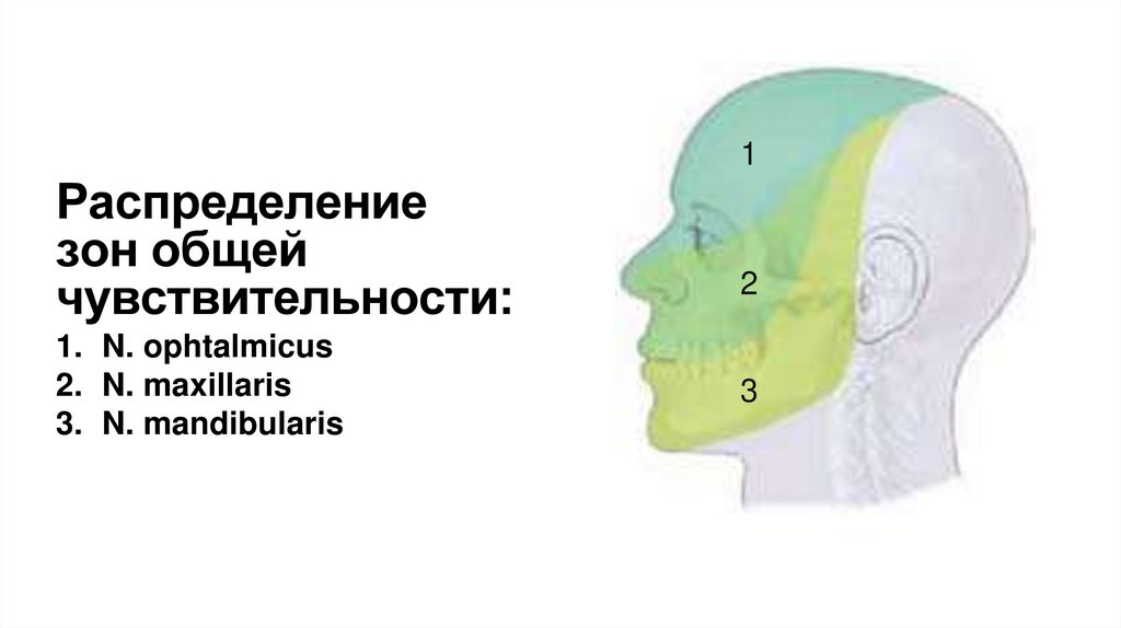 Распределение зон общей чувствительности: