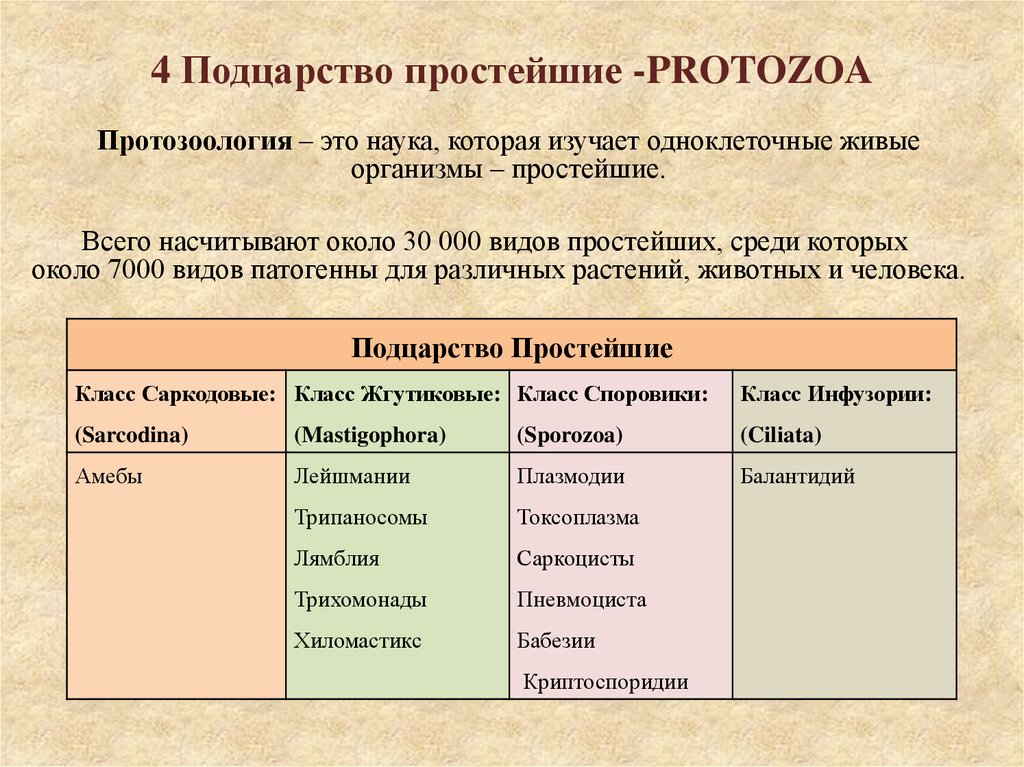 4 Подцарство простейшие -PROTOZOA