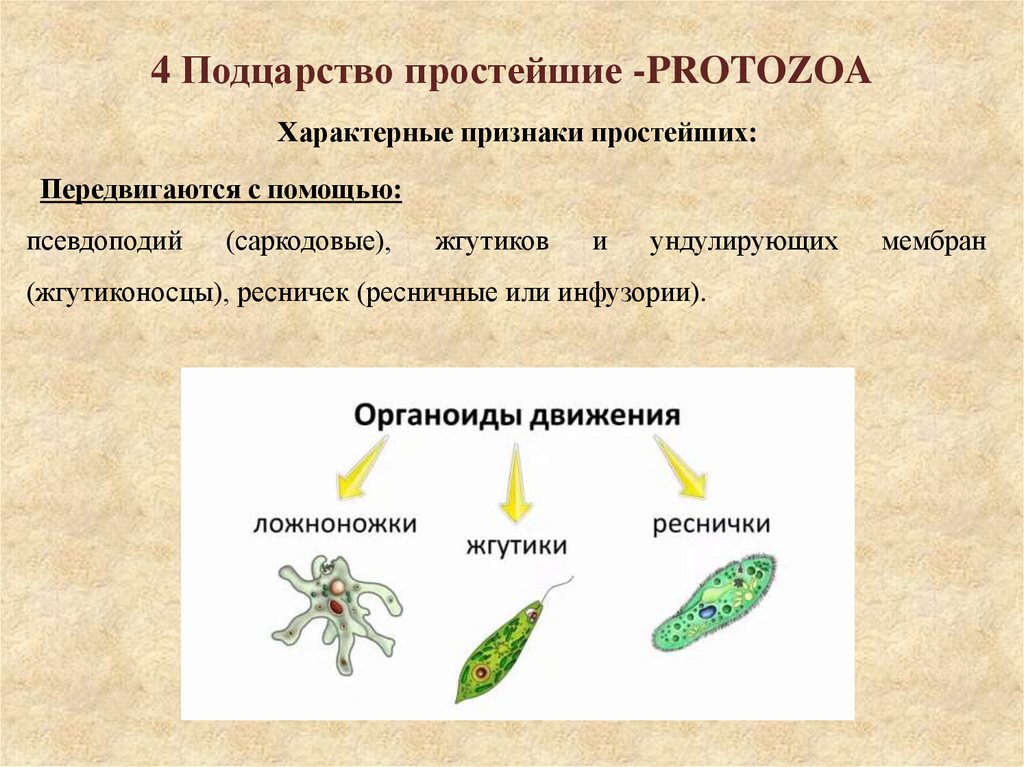 4 Подцарство простейшие -PROTOZOA