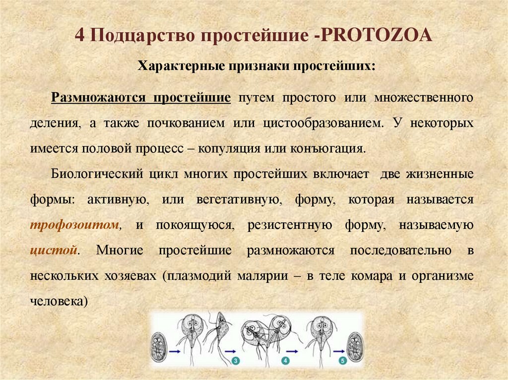 4 Подцарство простейшие -PROTOZOA