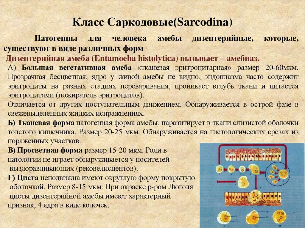 Класс Саркодовые(Sarcodina)
