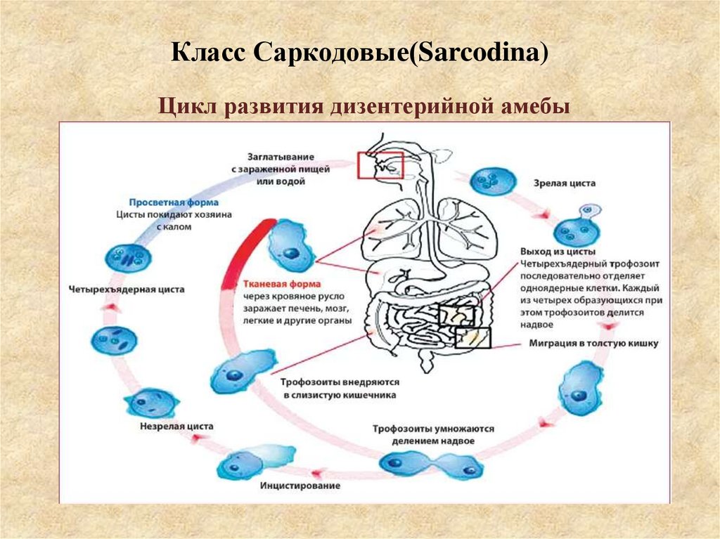 Класс Саркодовые(Sarcodina)