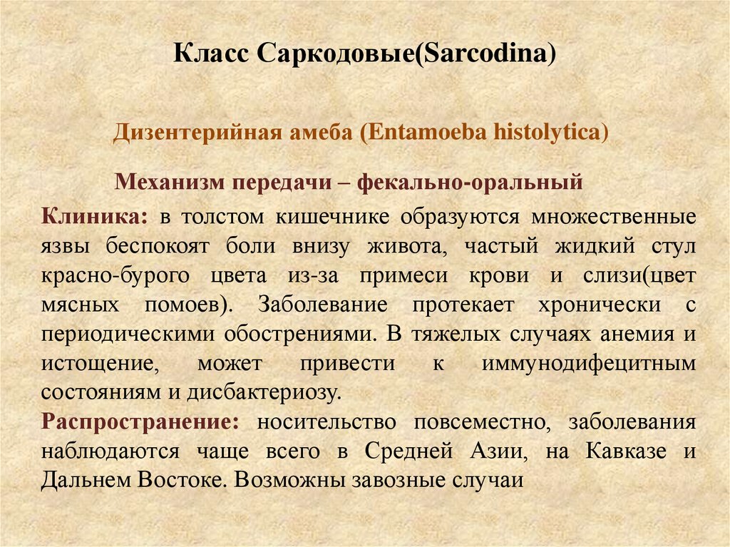 Класс Саркодовые(Sarcodina)