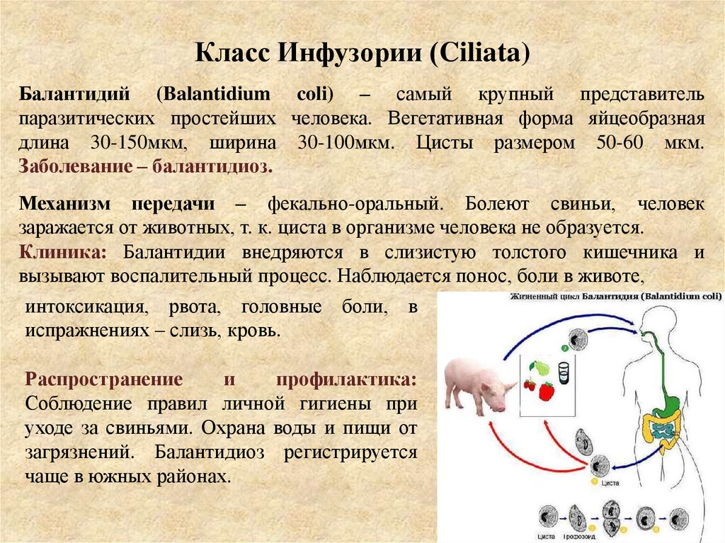 Класс Инфузории (Ciliata)