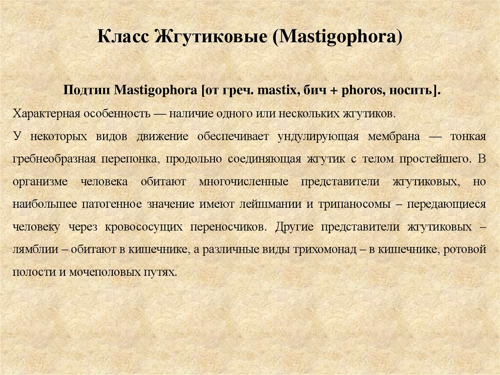 Класс Жгутиковые (Mastigophora)