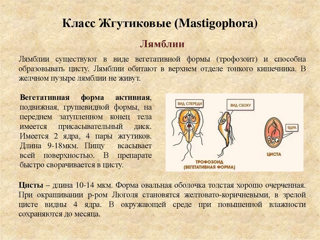 Класс Жгутиковые (Mastigophora)