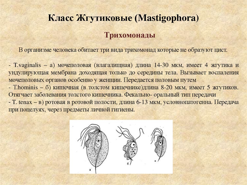 Класс Жгутиковые (Mastigophora)