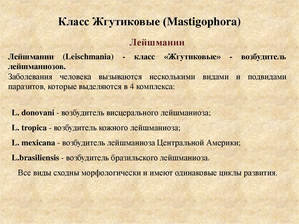 Класс Жгутиковые (Mastigophora)