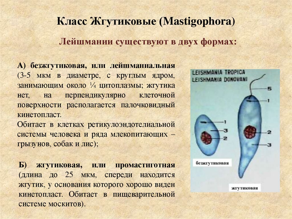 Класс Жгутиковые (Mastigophora)