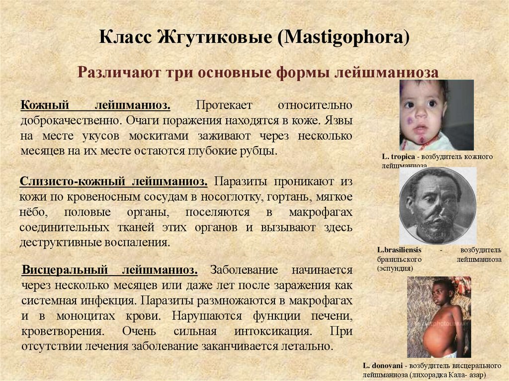 Класс Жгутиковые (Mastigophora)