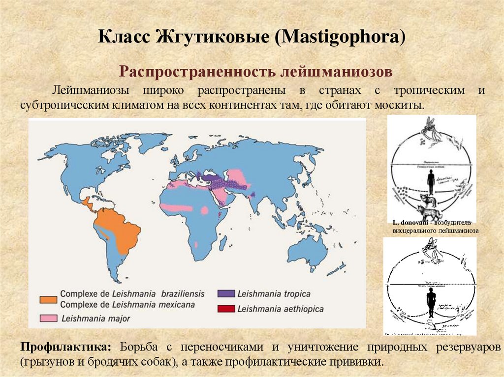 Класс Жгутиковые (Mastigophora)