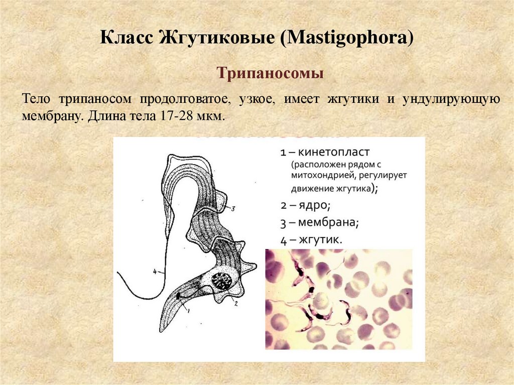 Класс Жгутиковые (Mastigophora)