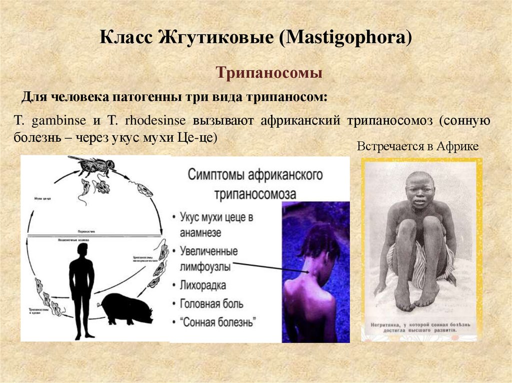 Класс Жгутиковые (Mastigophora)