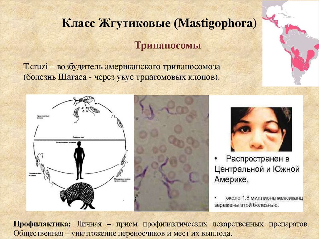 Класс Жгутиковые (Mastigophora)