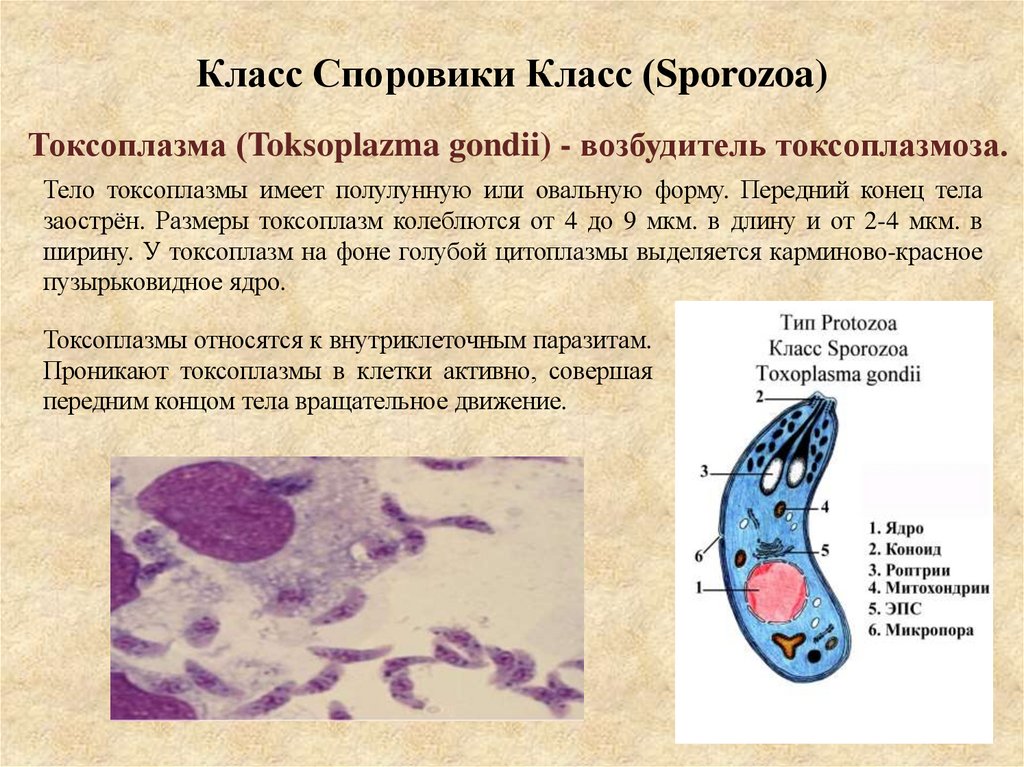 Класс Споровики Класс (Sporozoa)