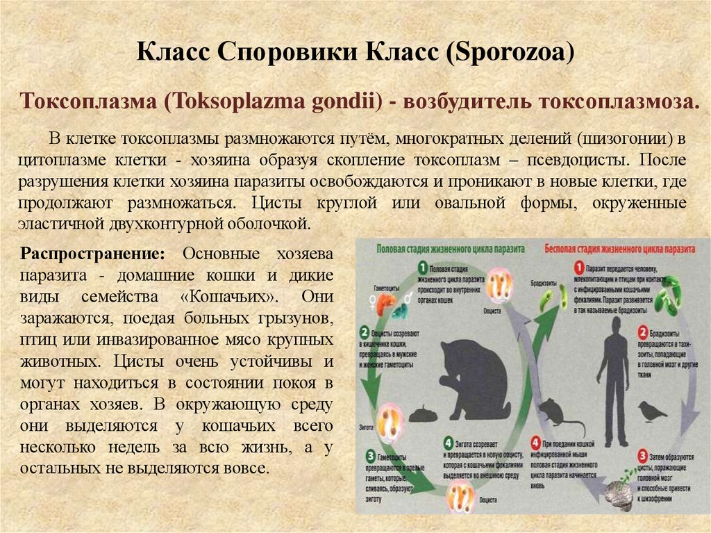 Класс Споровики Класс (Sporozoa)