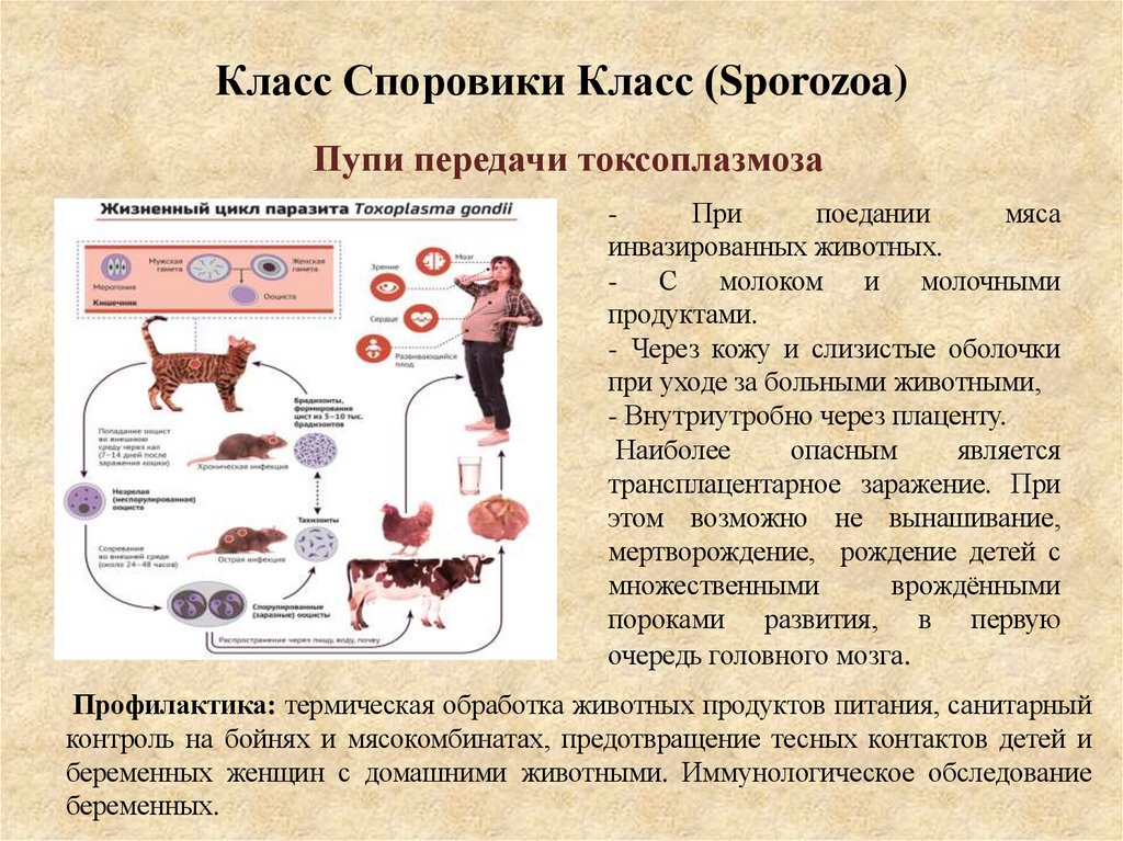 Класс Споровики Класс (Sporozoa)
