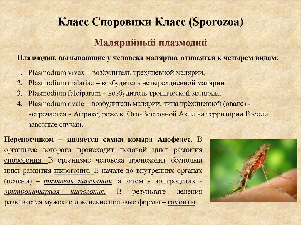 Класс Споровики Класс (Sporozoa)