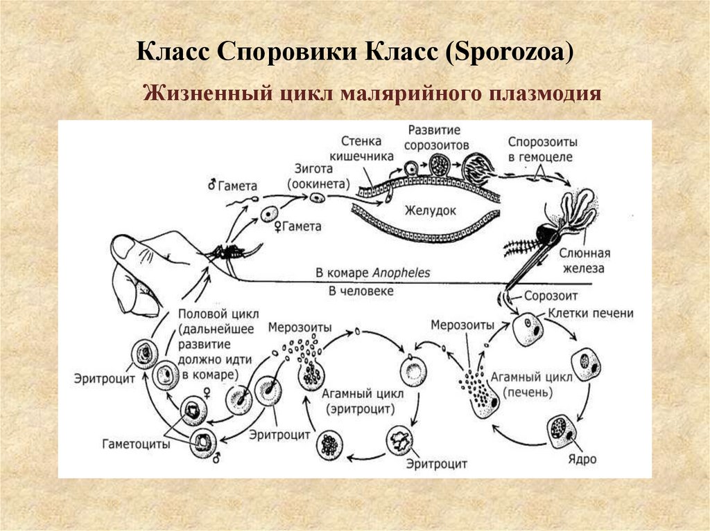 Класс Споровики Класс (Sporozoa)