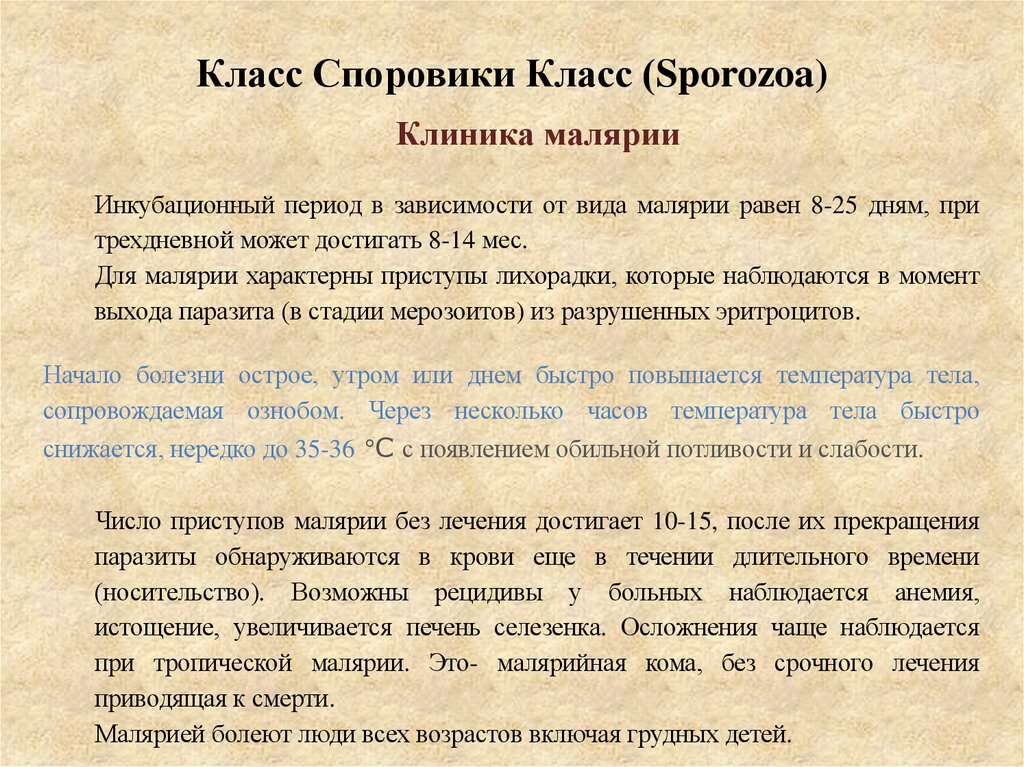 Класс Споровики Класс (Sporozoa)