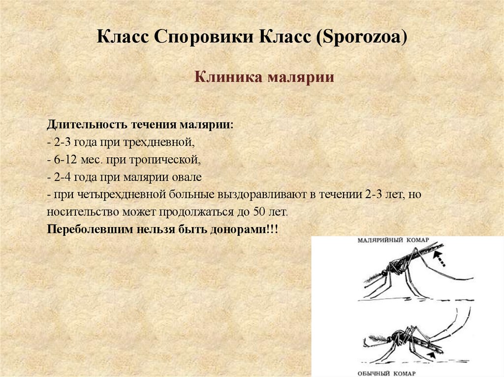 Класс Споровики Класс (Sporozoa)