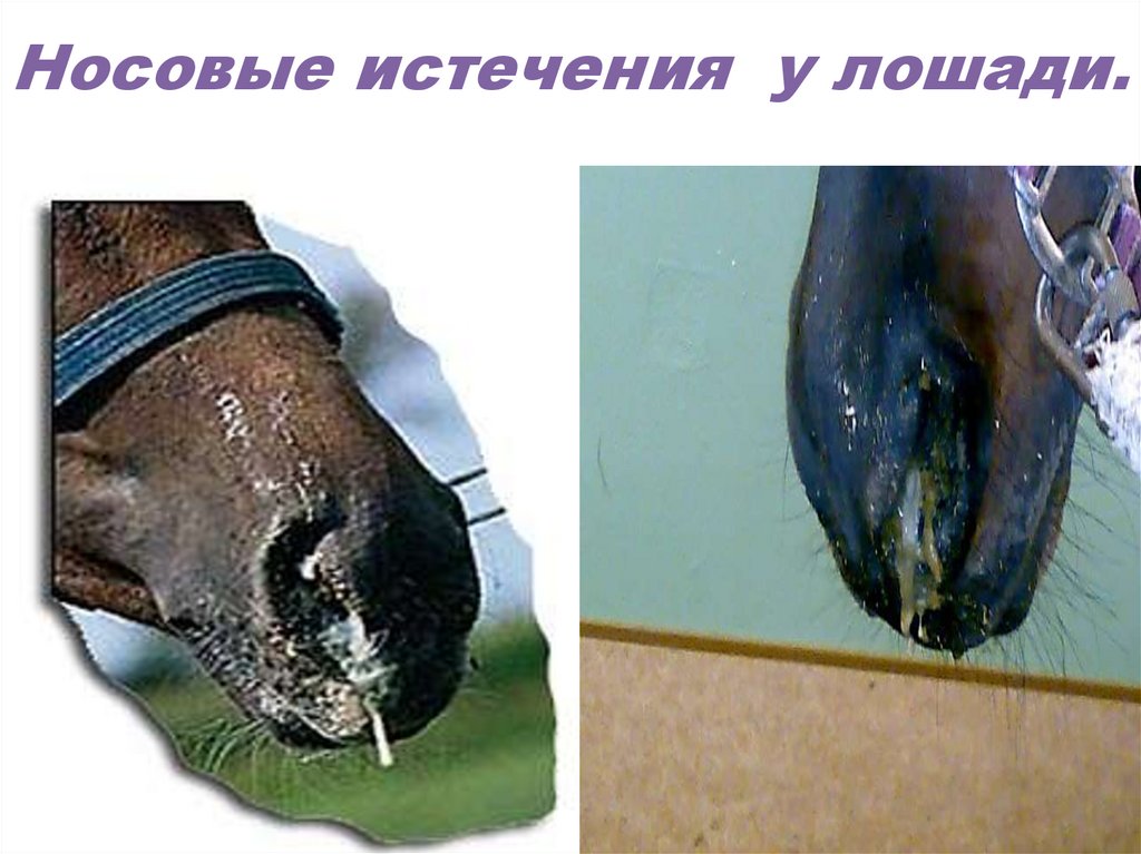 Носовые истечения у лошади.