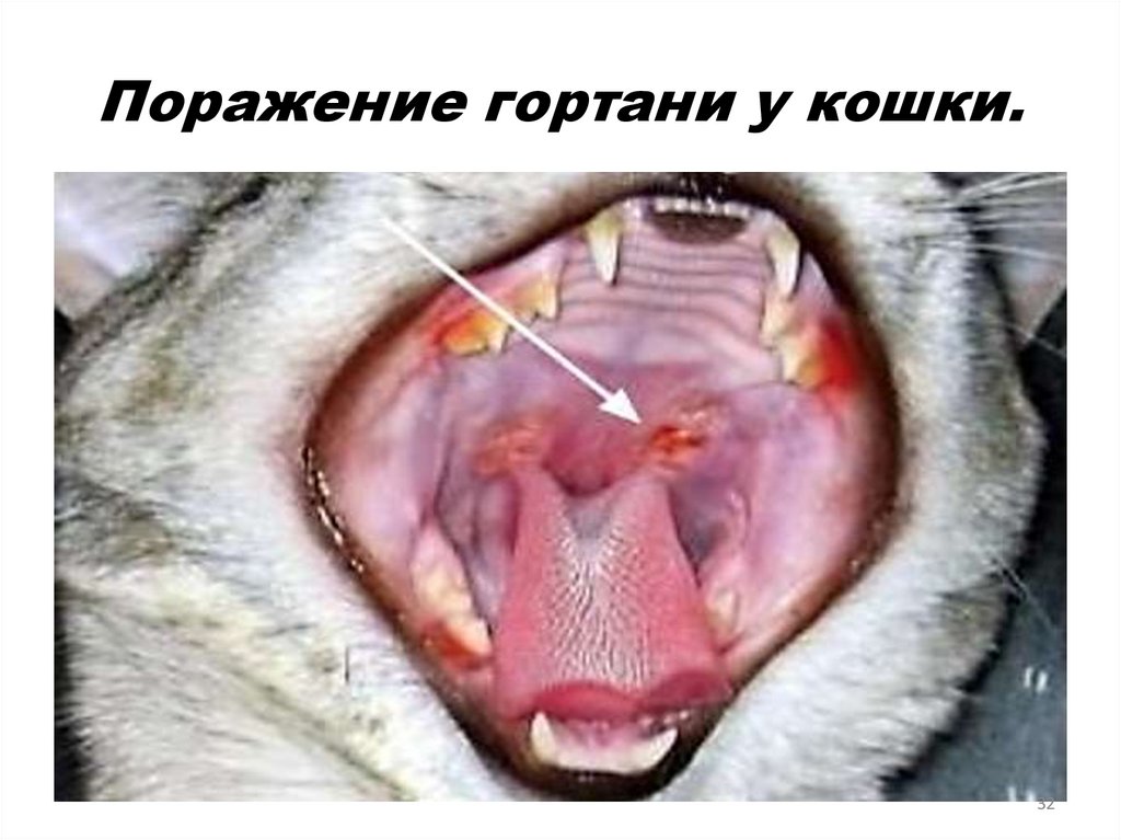 Поражение гортани у кошки.